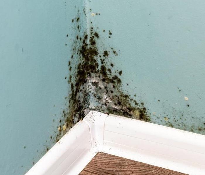 House with Mold 